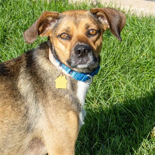 HARPER - Beagle / German Shepherd Dog available for adoption