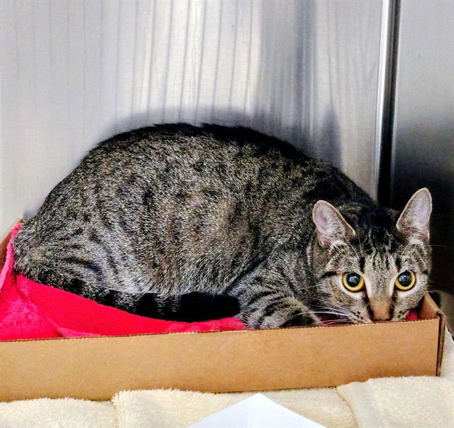 BOOKAH - Domestic Short Hair available for adoption