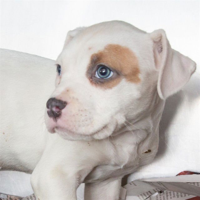 BINGO - Pit Bull Terrier available for adoption