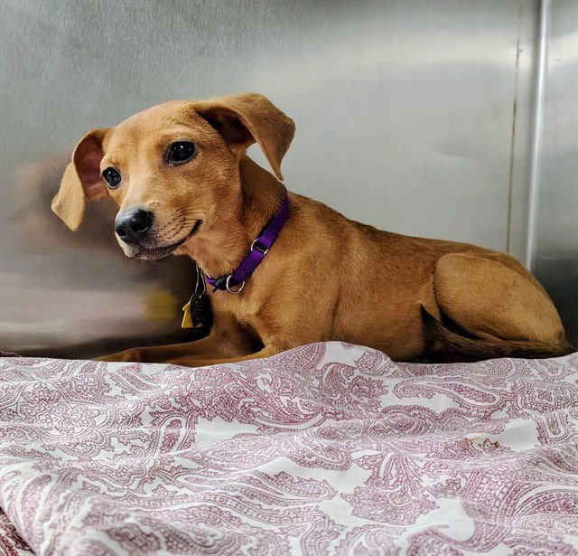 PENGUIN - Chihuahua available for adoption