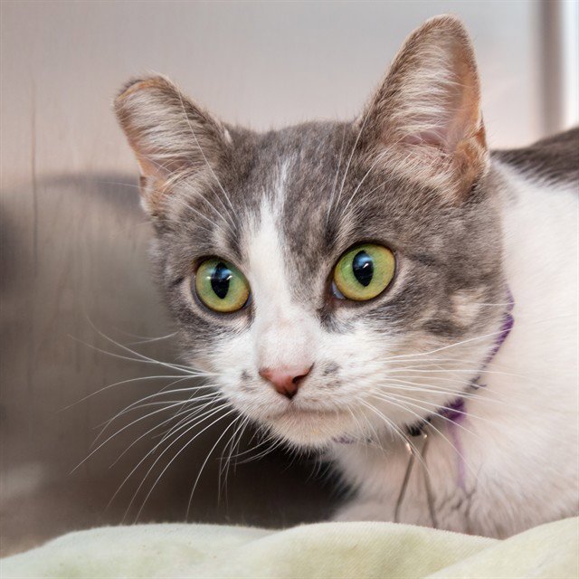 PHEOBE Image