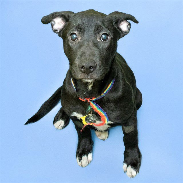 BASALT - Pit Bull Terrier / Labrador Retriever available for adoption