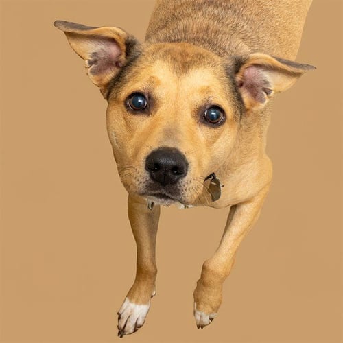 SADIE - Australian Cattle Dog/Blue Heeler available for adoption