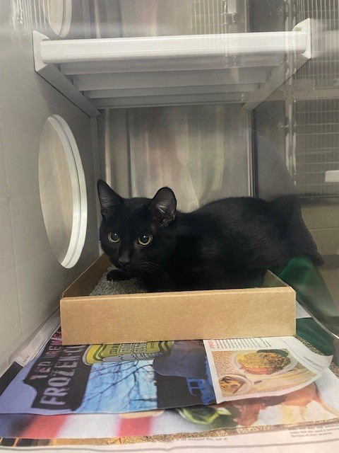 JACKAL - Domestic Short Hair available for adoption