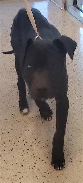 BANE - Labrador Retriever / Pit Bull Terrier available for adoption