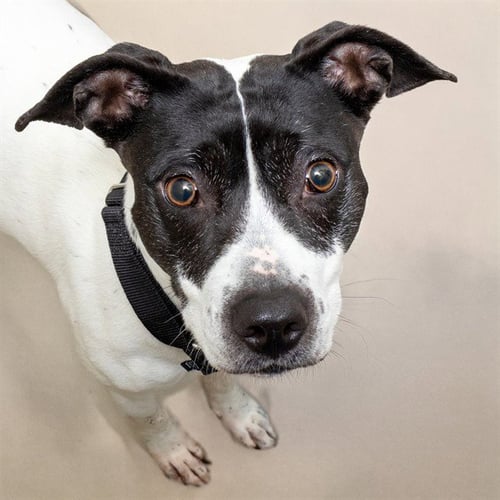 DAISY - Pit Bull Terrier available for adoption