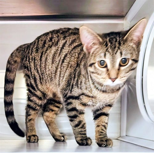 STRIPE - Domestic Short Hair available for adoption