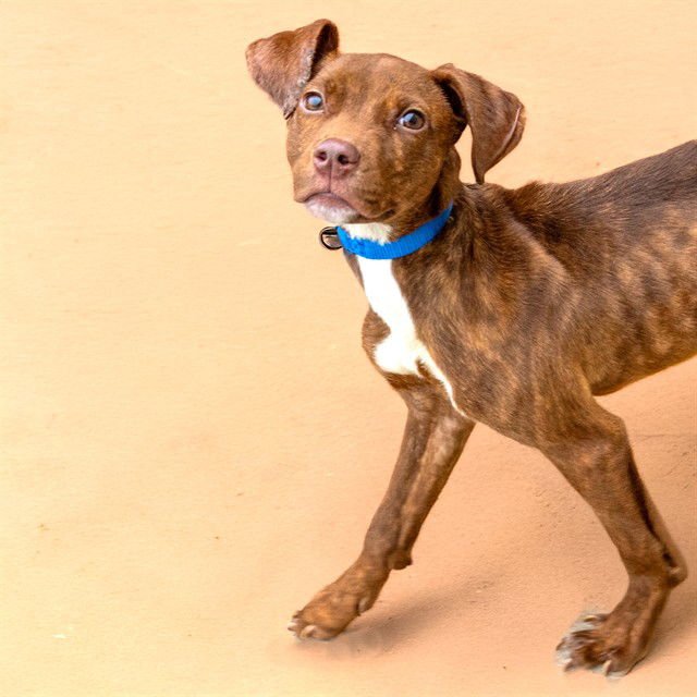 DUCKY - Pit Bull Terrier available for adoption