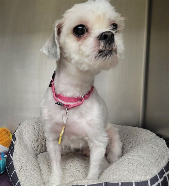 LOU - Shih Tzu available for adoption