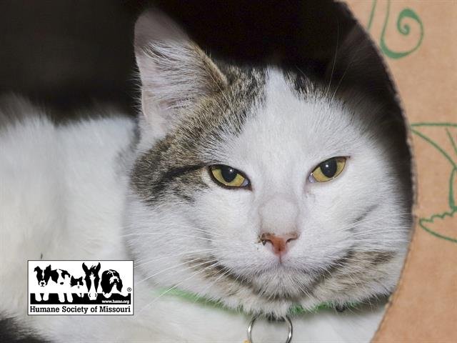 LOWKEY - Domestic Short Hair available for adoption