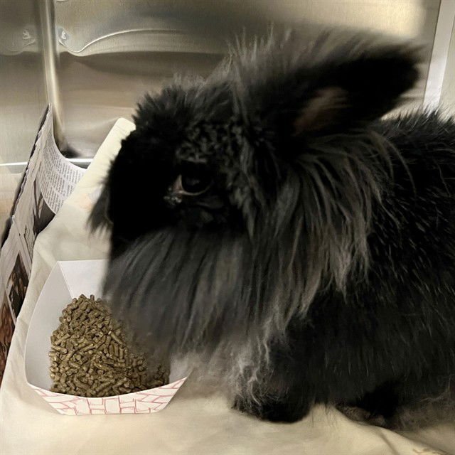 DAISY - English Angora available for adoption