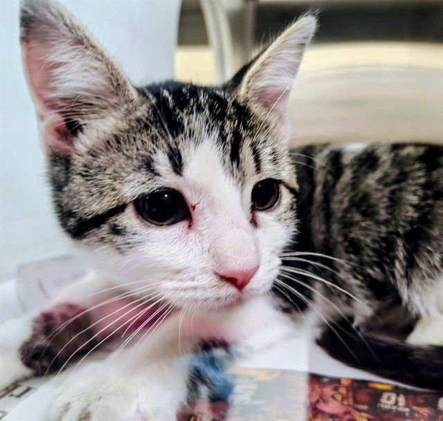 CHER - Domestic Short Hair available for adoption