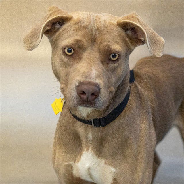 GOOSE - Pit Bull Terrier / Weimaraner available for adoption