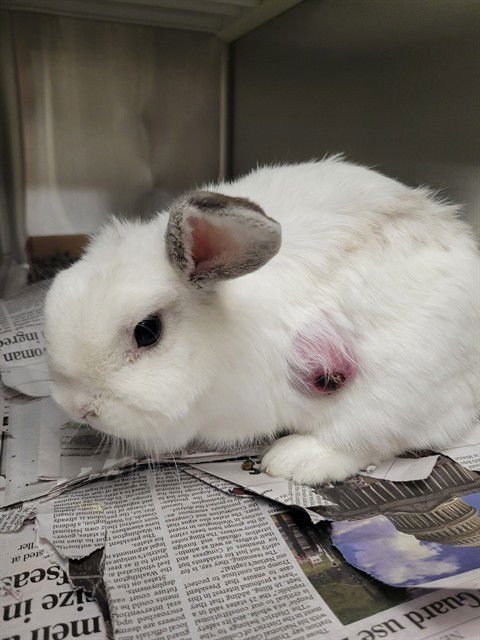 CREAM - Ferret available for adoption