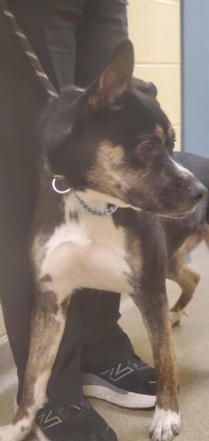 MACINTOSH - German Shepherd Dog available for adoption