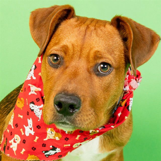 HORSE - Pit Bull Terrier / Plott Hound available for adoption