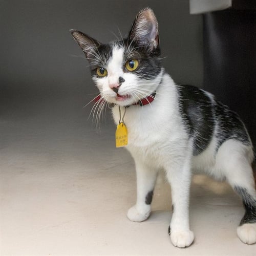 HALSEY - Domestic Short Hair available for adoption