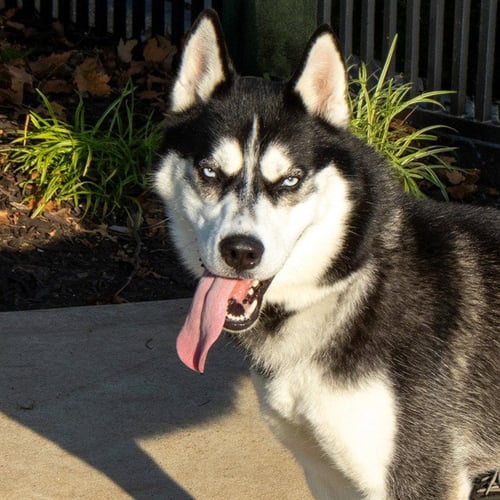 DAMON - Siberian Husky available for adoption