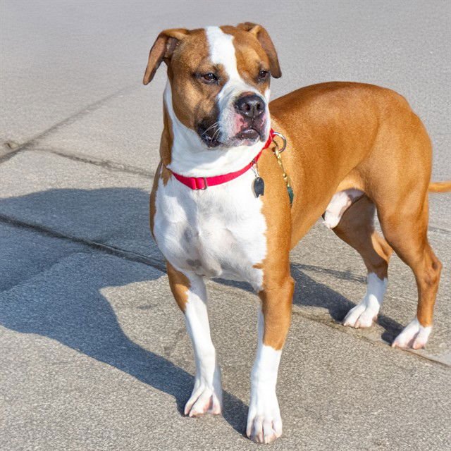 BUBS - Pit Bull Terrier available for adoption