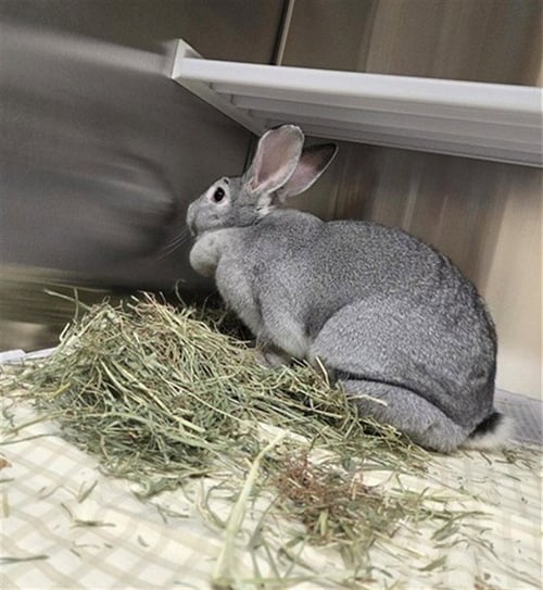 CASHMERE - Flemish Giant available for adoption