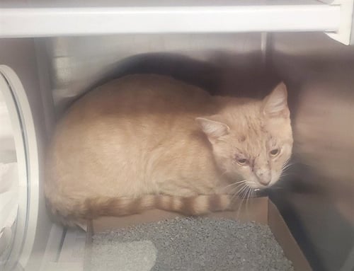 THEODEN - Domestic Short Hair available for adoption
