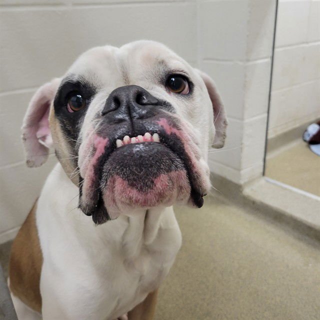 DUKE - Bulldog available for adoption