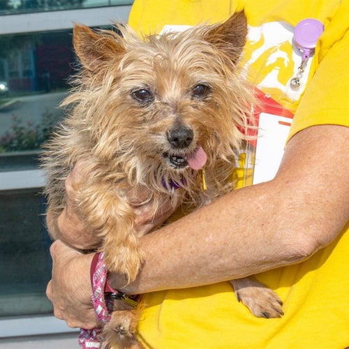 HAROLD - Yorkshire Terrier Yorkie available for adoption