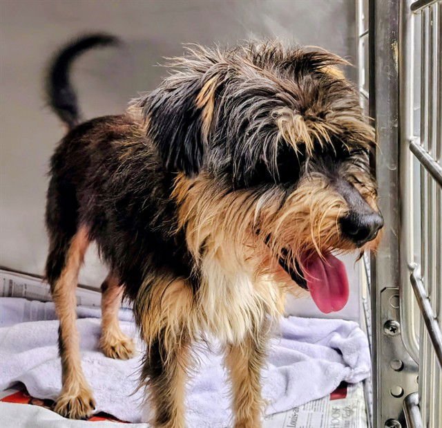 SOCCER - Miniature Schnauzer available for adoption
