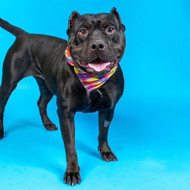 DO SI DOS - Presa Canario / Rottweiler available for adoption