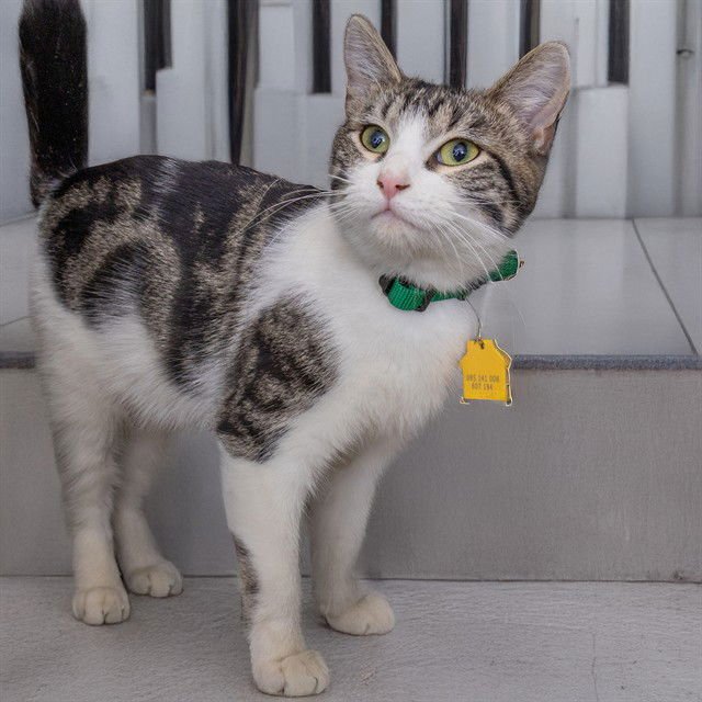 SHAWARMA - Domestic Short Hair available for adoption