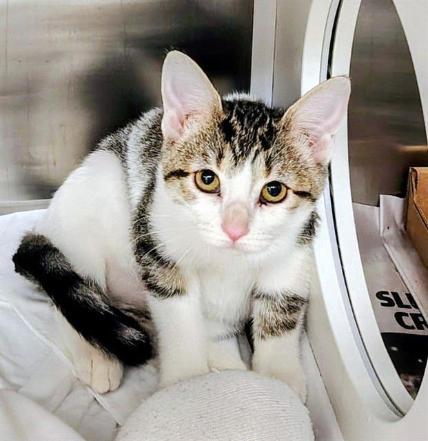 DIAMOND - Domestic Short Hair available for adoption