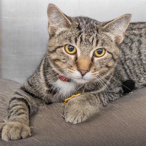 ARTHUR - Domestic Short Hair available for adoption