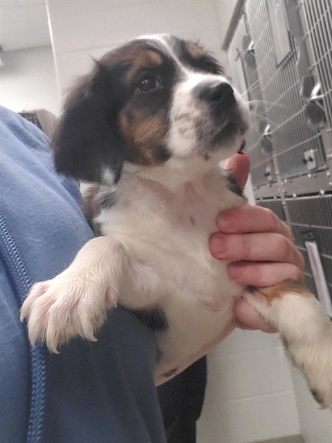 KITTEN - Plott Hound available for adoption