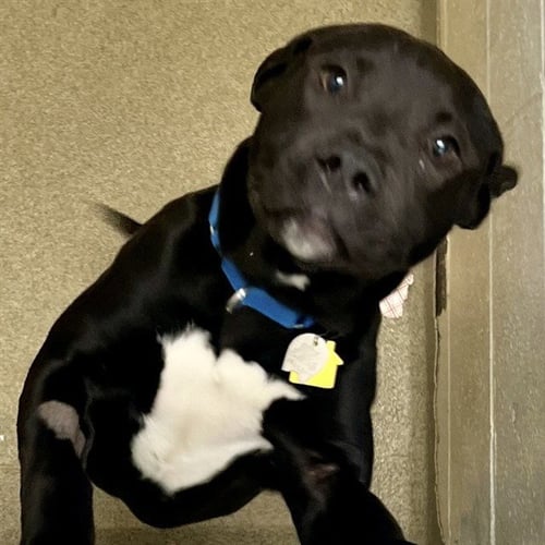SANDY - Black Mouth Cur / Pit Bull Terrier available for adoption