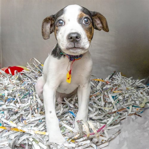 SAM EAGLE - Pit Bull Terrier available for adoption