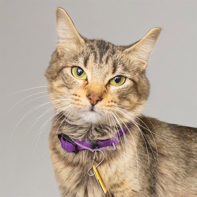 IVY - Domestic Short Hair available for adoption