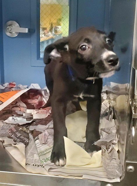 PING PONG - Labrador Retriever available for adoption