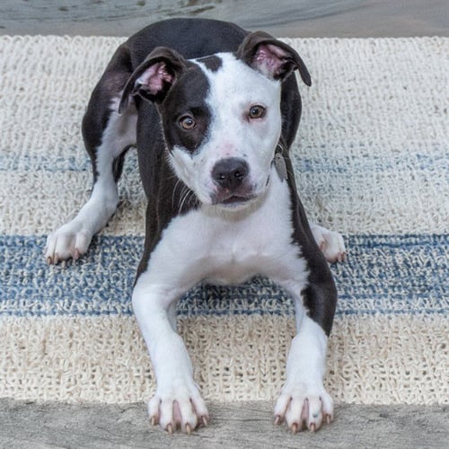 ATLAS - Pit Bull Terrier available for adoption