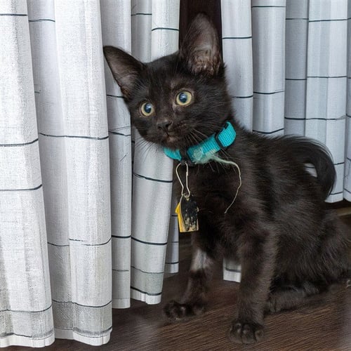 PEET - Domestic Short Hair for adoption in St. Louis
