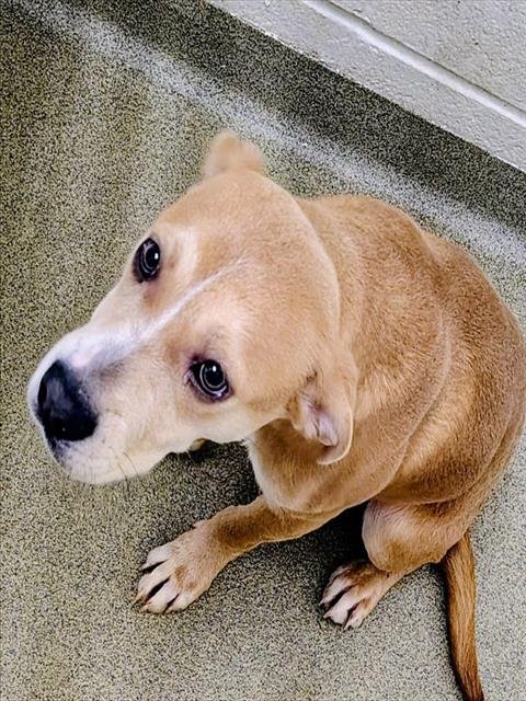 DOE - Labrador Retriever available for adoption