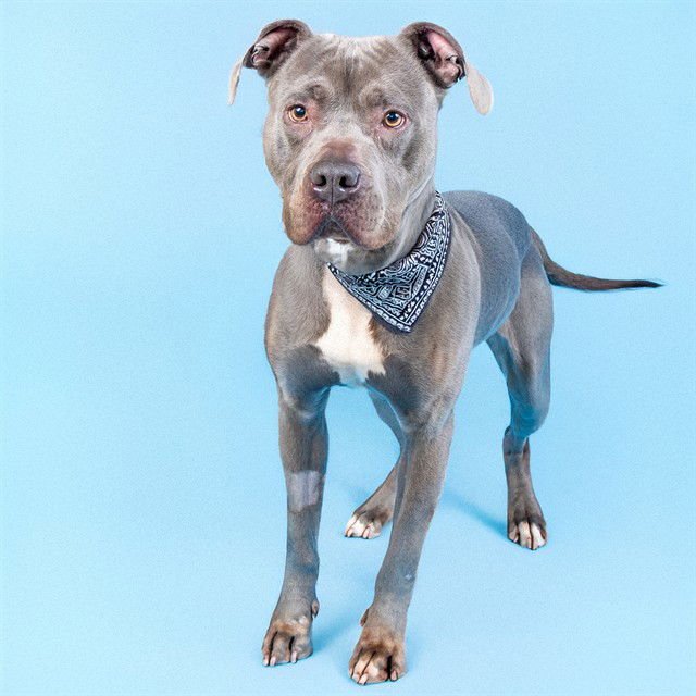 HARMONY - Pit Bull Terrier available for adoption