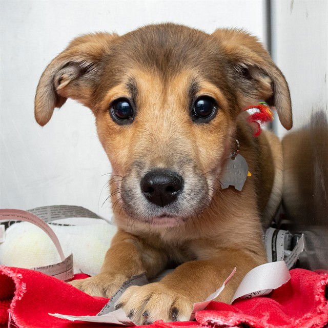 CASSIE - Plott Hound available for adoption