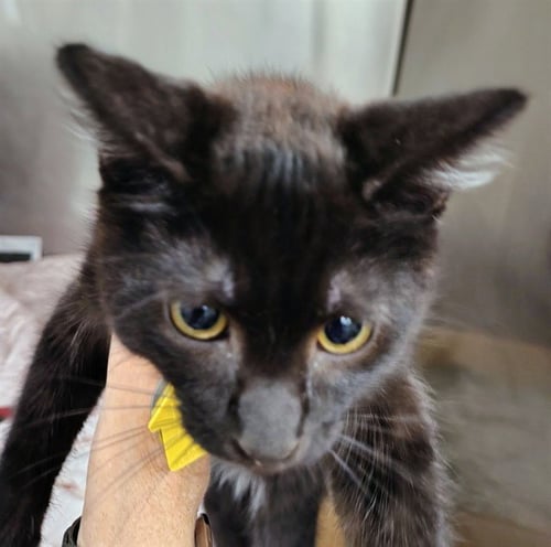 ASTER - Domestic Short Hair available for adoption