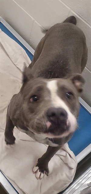 SIA - Pit Bull Terrier available for adoption