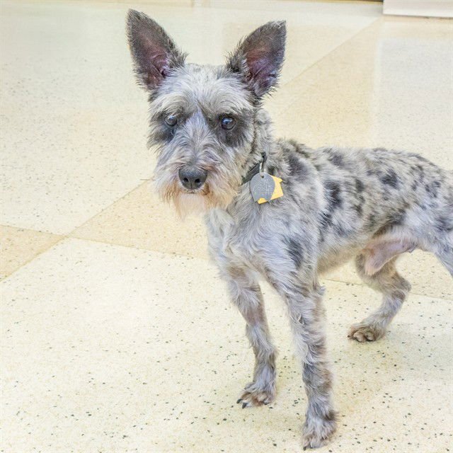 STANLEY - Miniature Schnauzer available for adoption