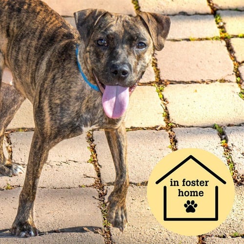 BUTTONS - Plott Hound available for adoption