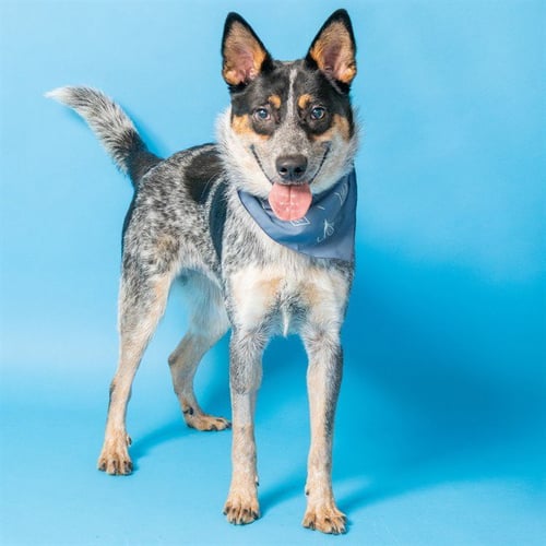 CARMEL - Australian Cattle Dog/Blue Heeler available for adoption