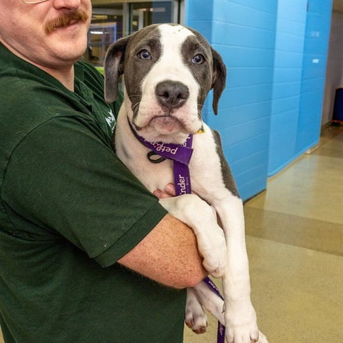 BABY - Pit Bull Terrier available for adoption