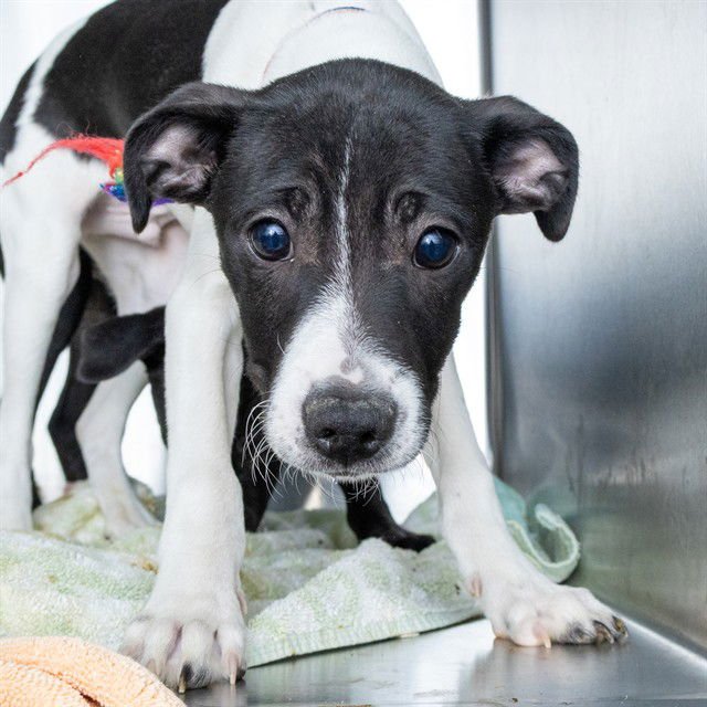 SHISO - Rat Terrier available for adoption