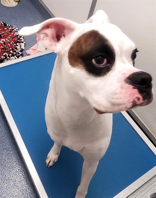 ZEUS - Boxer available for adoption